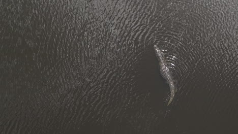 overhead aerial view of alligator in brown water of fla everglades