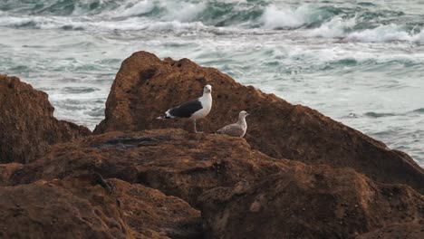 Increíbles-Olas-Rompiendo-Pájaros-Volando