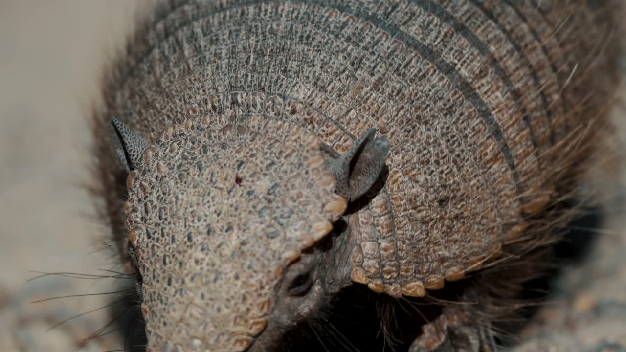 un primer plano extremo del armadillo enano peludo en el parque nacional de la península valdes, chubut, argentina