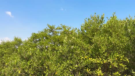 Bosque-De-Manglares-El-Mejor-Destino-Para-El-Turismo-De-Salud-Médico-Cuidado-De-La-Piel-Tratamiento-De-Lodo-Spa-Bienestar-Belleza-Viaje-Viaje-A-Medio-Oriente-Habibi-Ven-A-Dubai-Qatar-Irán-Baños-De-Sol-Luna-De-Miel-Pareja-Viaje