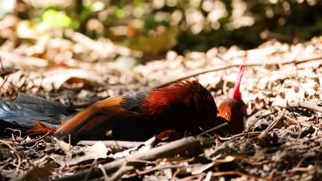 red junglefowl enjoying a dust bath in sunlight