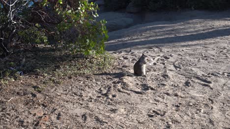 una ardilla hambrienta en estado salvaje lamiendo el chocolate sobrante de un envoltorio de plástico que alguien dejó en el suelo