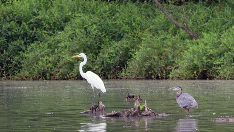 Una-Garza-Gris-Saliendo-Del-Agua-De-Un-Lago-Hasta-Una-Parada-De-árbol-Muerto-Con-Una-Garceta