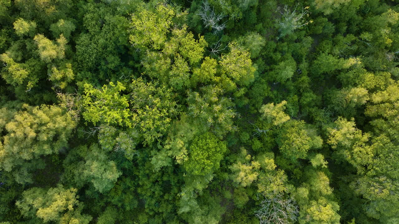 vista aérea de un bosque verde y exuberante