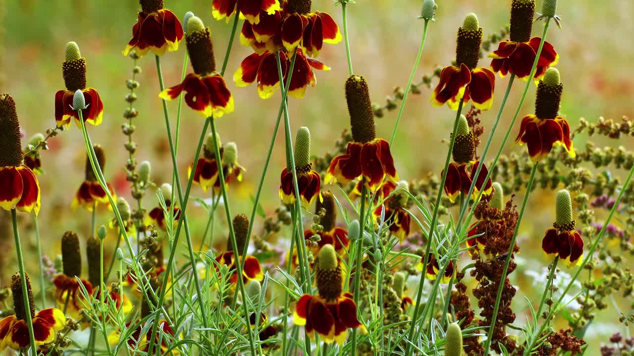 Video of multiple Mexican Hat Flower(Ratibida columnifera) or Prairie Cone Flowers.