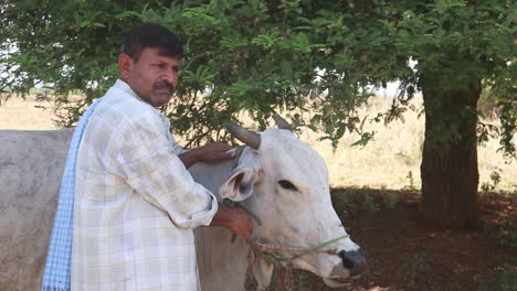 indian farmer petting his ox  befor plouging the field