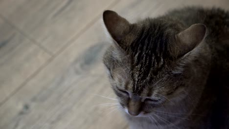 el gato se acuesta en el laminado.