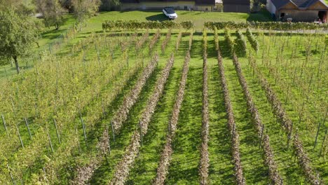 lines on a green lush vineyard