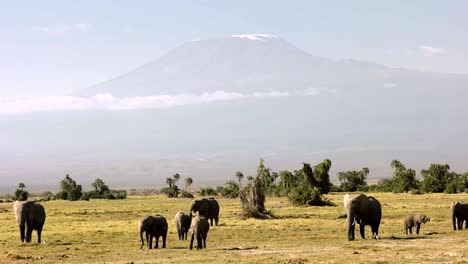 elephants feeding in front of mt kilimanjaro in amboseli, kenya