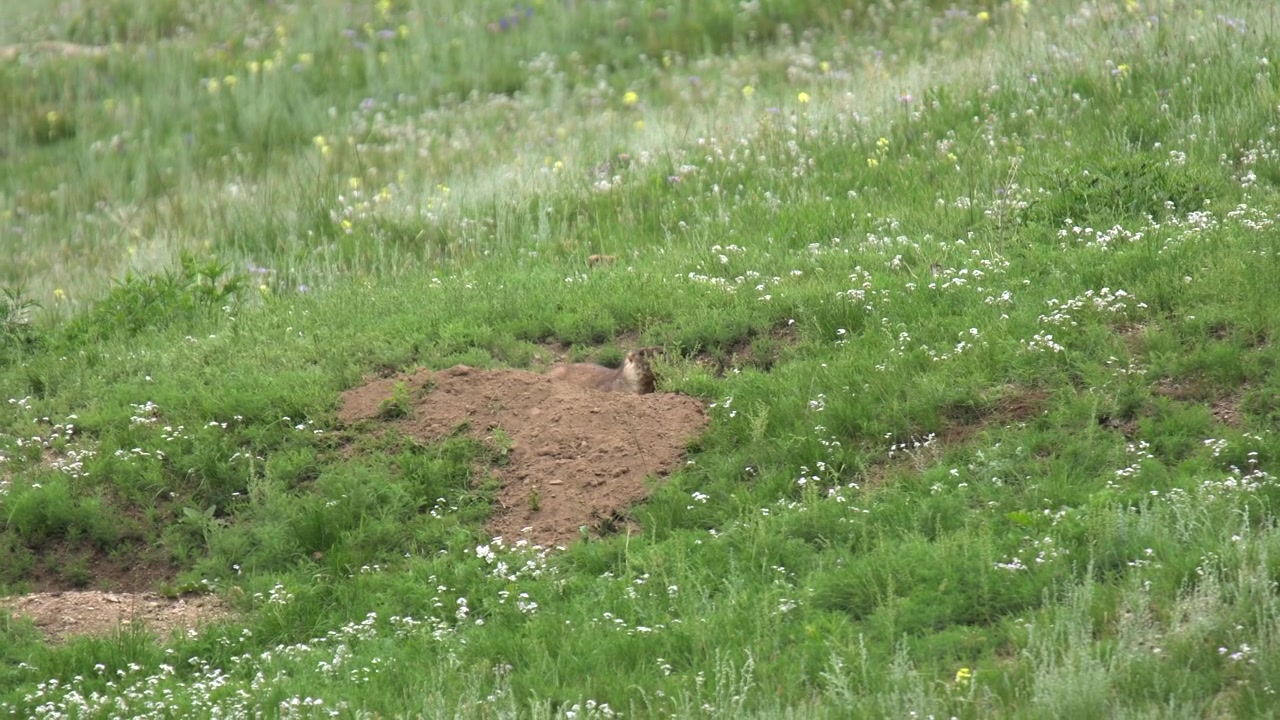 Marmots Emerging from Burrow in Grassy Mountain Meadow