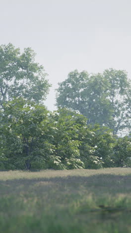 tranquil forest landscape