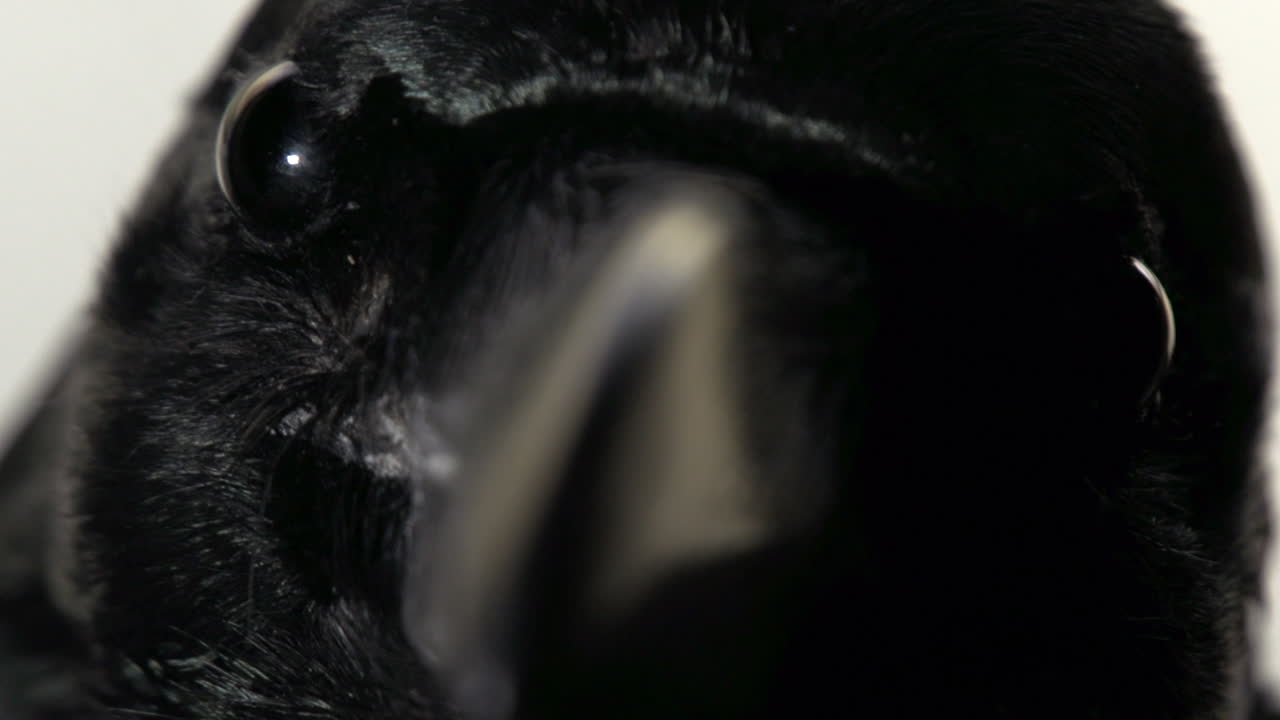 mirada penetrante de un cuervo increíble