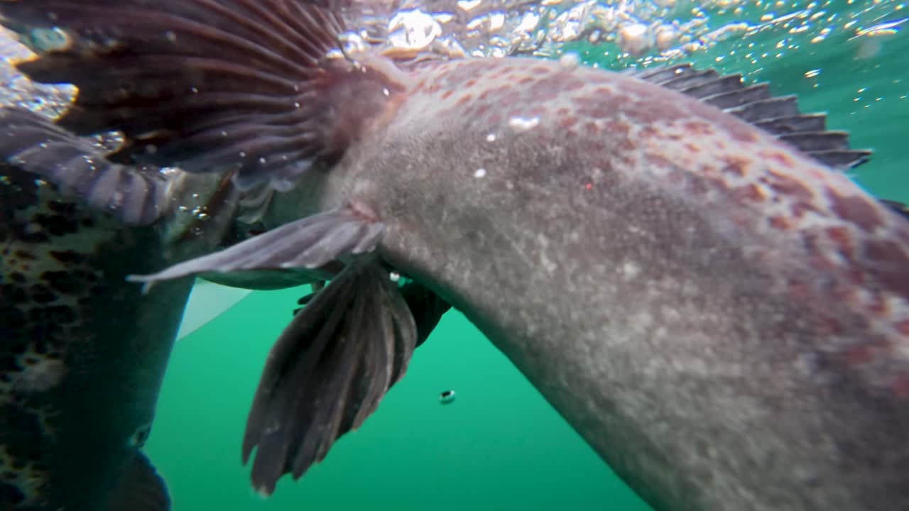 Underwater view of fisherman releasing lingcod