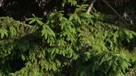 wind-swept pine branches in gentle motion. static slowmo