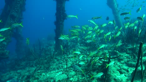 Banco-De-Peces-Bajo-El-Muelle