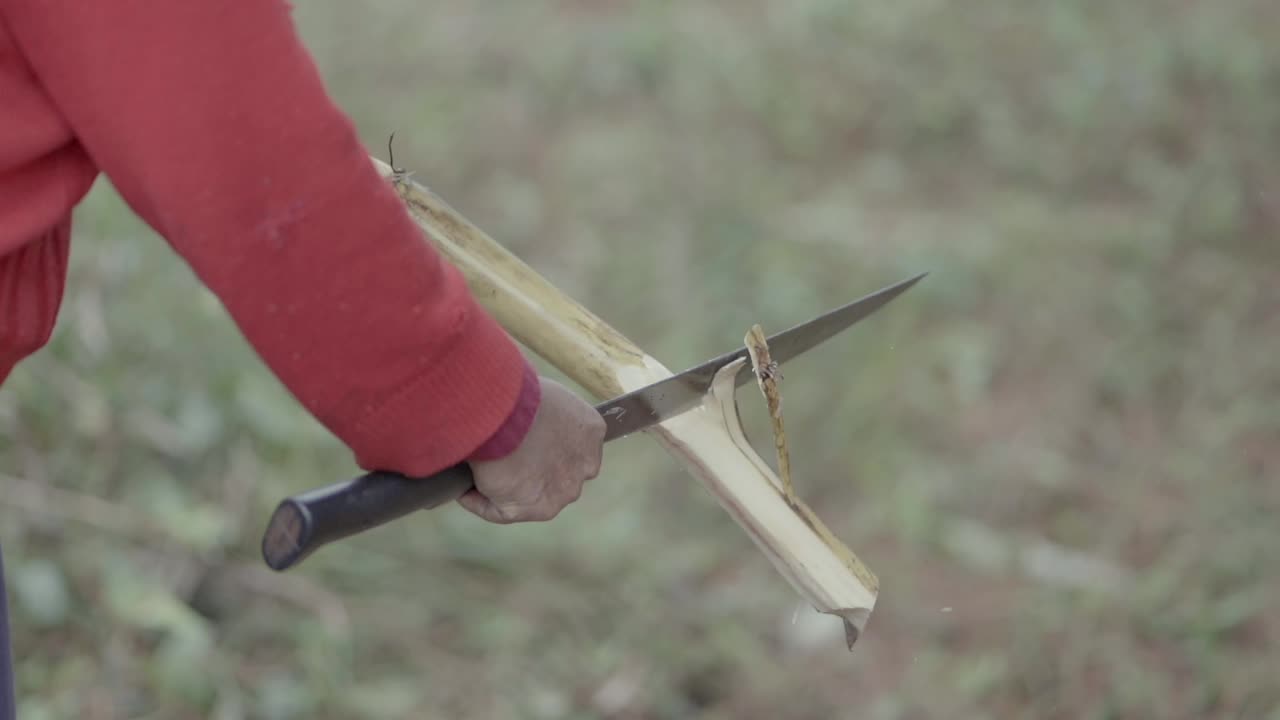 A person wearing a red shirt cutting sugarcane with a machete.