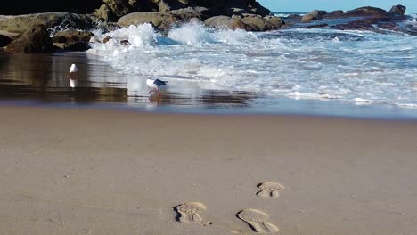 seagulls are scared and running away from mighty ocean waves in slow motion