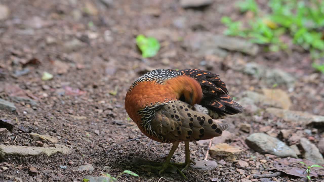 숲  ⁇  에서 볼 수 있는 등 과 날개 를  ⁇ 는, ferruginous partridge caloperdix oculeus, 태국