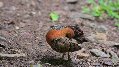 limpiando su espalda y sus alas como se ve en el suelo del bosque, la perdiz ferruginous caloperdix oculeus, tailandia