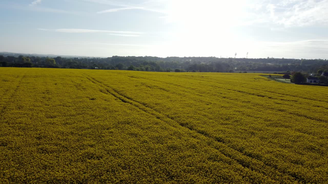 Aerial view circling low across colourful bright golden yellow rapeseed field countryside at sunrise