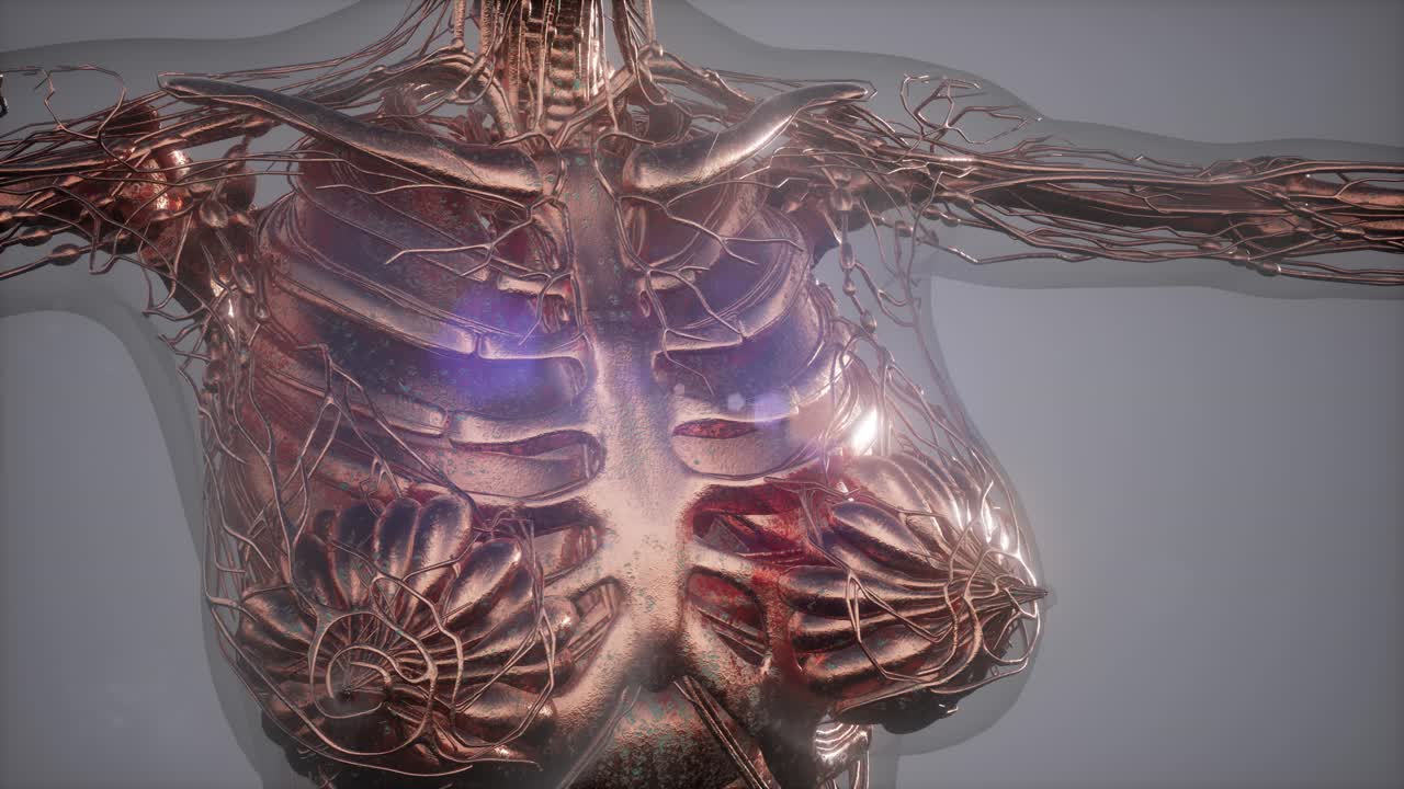 인체의 해부학 단층 촬영 스캔