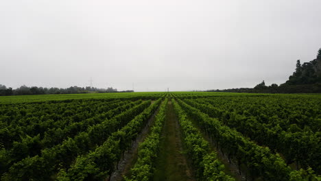 Schwenkansicht-Von-Reihen-Von-Traubenpflanzen-In-Rarangi,-Marlborough,-Neuseeland