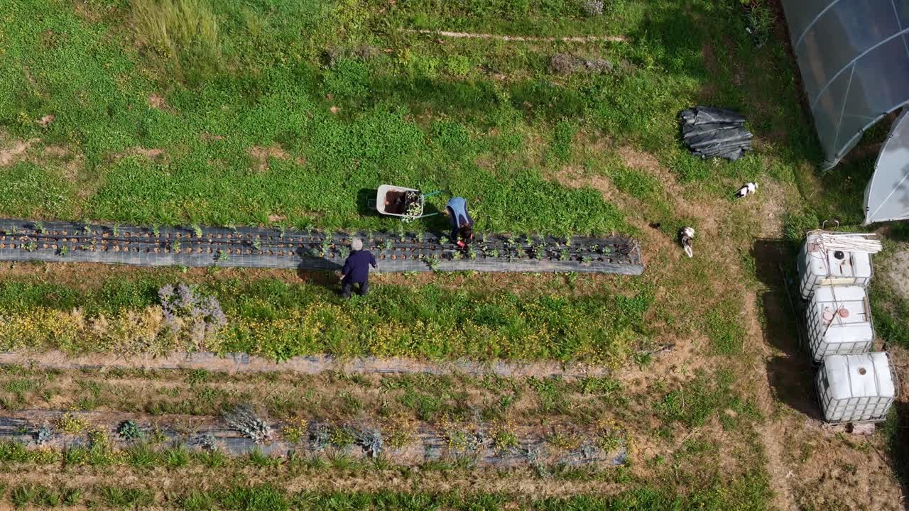 Aerial view of a sustainable farm with woman planting and growing organic vegetables on a plastic mulched soil water tanks and farming equipment