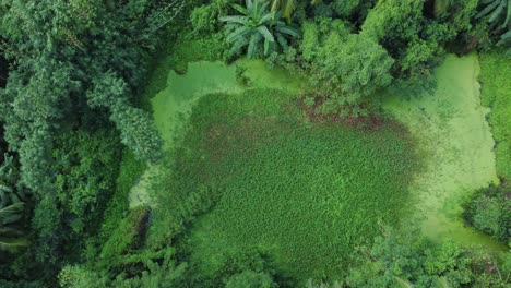 Aerial-view-shot-of-vast-green-forest