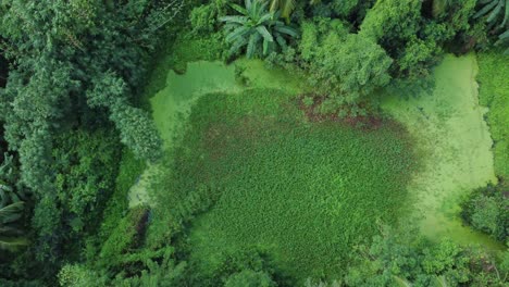 vista aérea de un vasto bosque verde