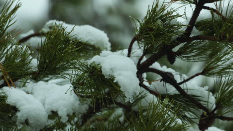 Snow-falling-on-and-around-beach-side,White-Pine-evergreen-trees,-during-a-winter-day-in-Maine