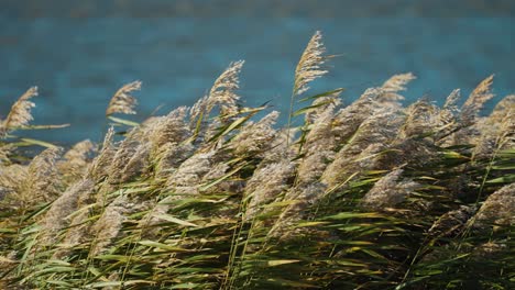 Trockenes-Schilf-Und-Gräser-Wiegen-Sich-Unter-Dem-Starken-Wind