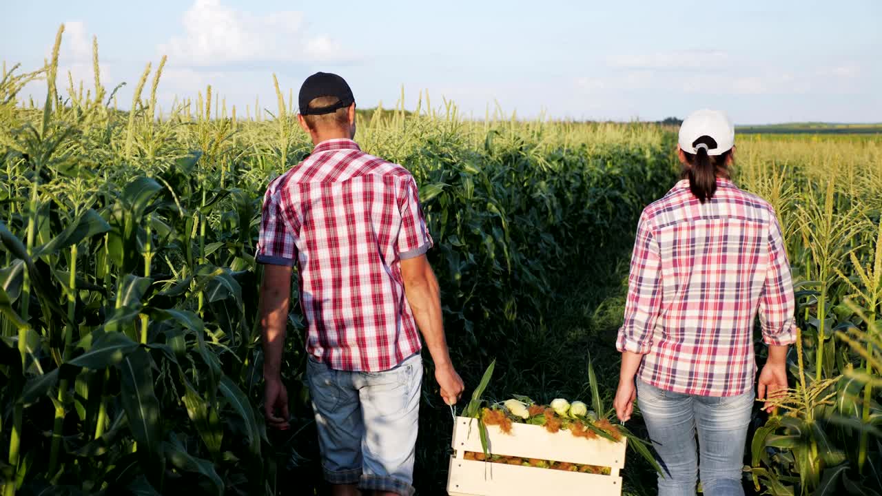 Two farmers carry corn in a wooden box