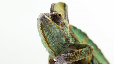 chameleon looking around with eyes - extreme close up - isolated on white background