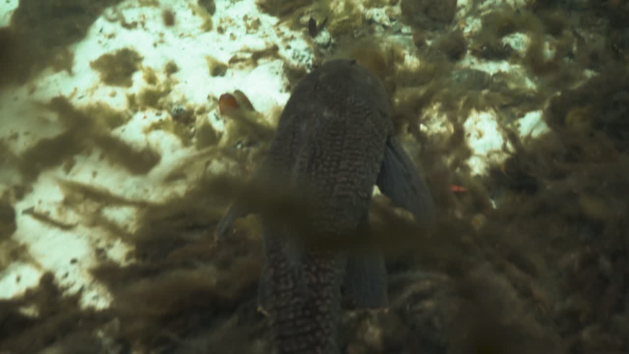 Underwater view of a suckerfish swimming over algae-covered rocks in a freshwater habitat