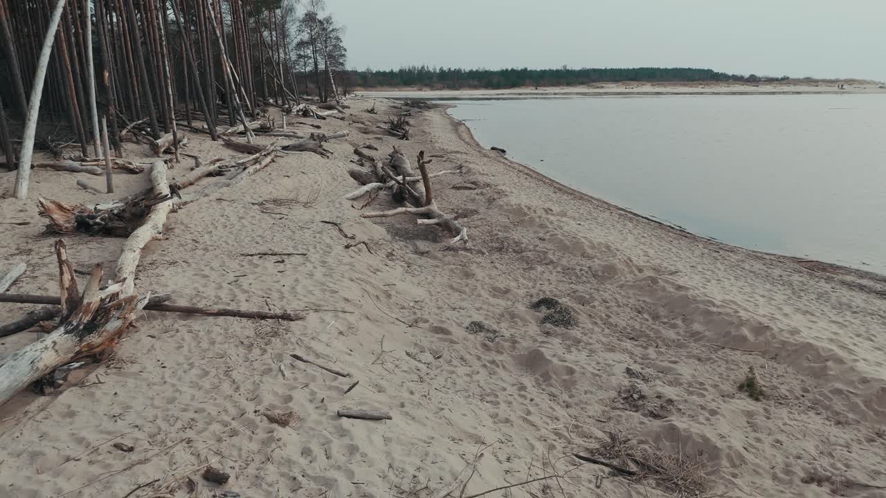река гауя впадает в балтийское море в рижском заливе, латвия, разбитые сосны после шторма и выброшенные на берег