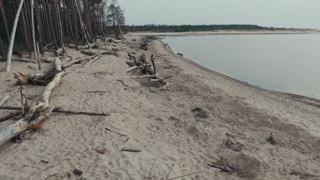 Toma-Aérea-El-Río-Gauja-Desemboca-En-El-Mar-Báltico-Golfo-De-Riga,-Letonia-Pinos-Rotos-Después-De-La-Tormenta-Y-La-Orilla-Arrastrada