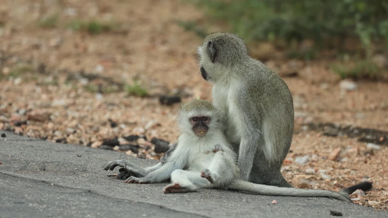 A young baby Vervet monkey stretching its foot in the air while lying in front of its mother and chewing food, Kruger National Park.