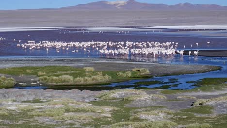 a flamboyance of flamingos gather to feed in salt laguna in bolivia