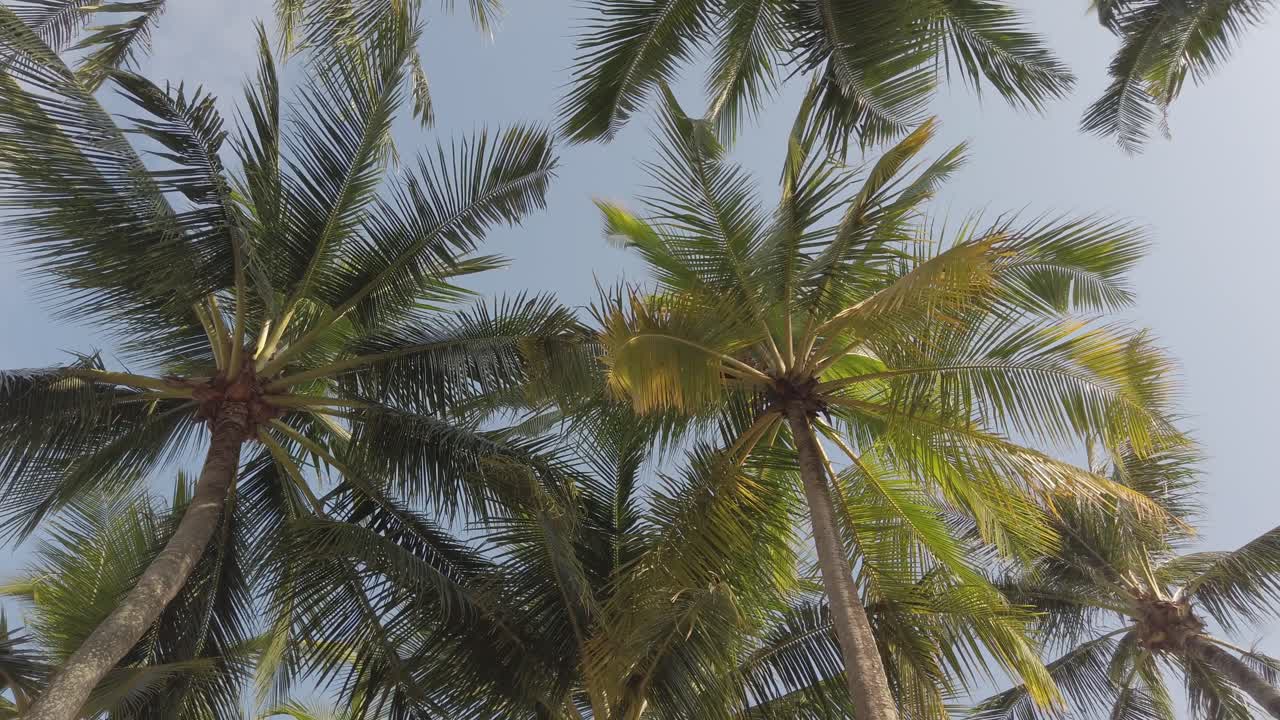 vista en cámara lenta de palmeras de coco contra el cielo cerca de la playa en la isla tropical con luz solar a través
