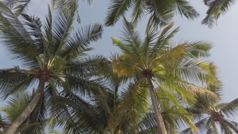 Zeitlupenansicht-Von-Kokospalmen-Gegen-Den-Himmel-In-Der-Nähe-Des-Strandes-Auf-Der-Tropischen-Insel-Mit-Sonnenlicht-Durch