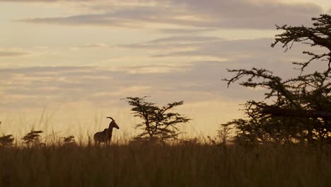 topi at sunset in african wildlife in maasai mara national reserve surrounded by tall grass and wilderness, kenya, africa safari animals in masai mara north conservancy