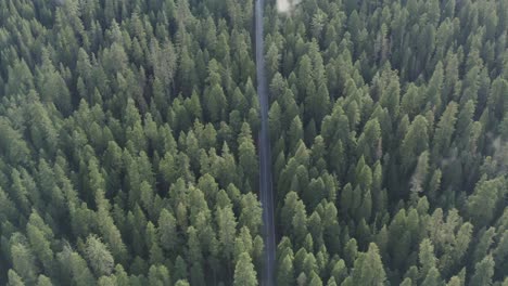 lush green and thick forest aerial