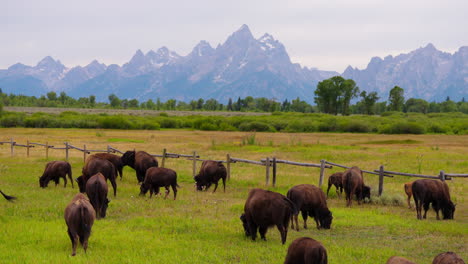 herd of bison grazing in a grassy field with mountains in the background