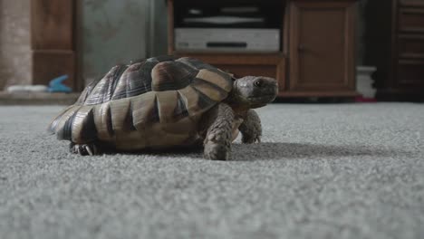 a tortoise side on then turning to face camera then walking towards it