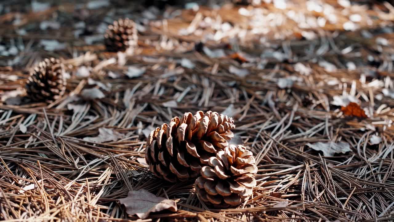 Close-up, low-angle shot of pinecones on a forest floor, capturing natural textures and warm tones
