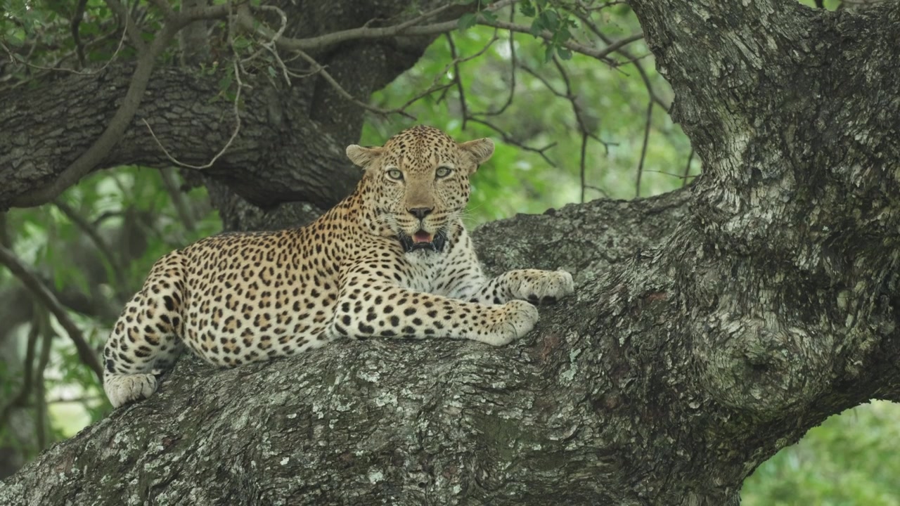 Kruger Ulusal Parkı'nda bir ağacın dalında yatarken ağır ağır nefes alıp veren bir leoparın yakın çekimi.