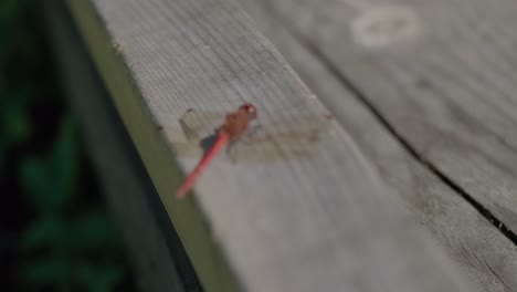 Red-Dragonfly-Sitting-Still-on-a-Plank,-Late-Summer,-Handheld-Medium-Shot-from-Behind