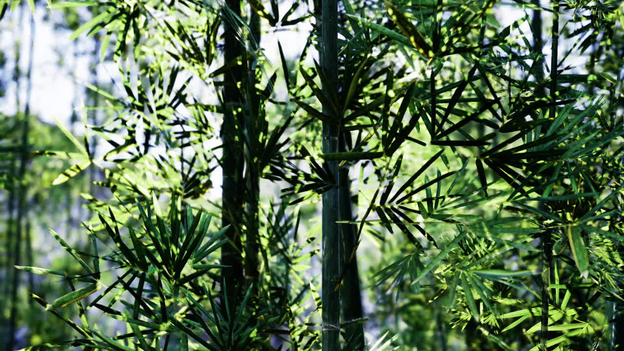 Lush green bamboo forest illuminated by natural sunlight in morning