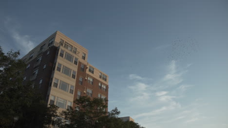 a flock of birds circles treetops and buildings near the charles river in waltham, ma