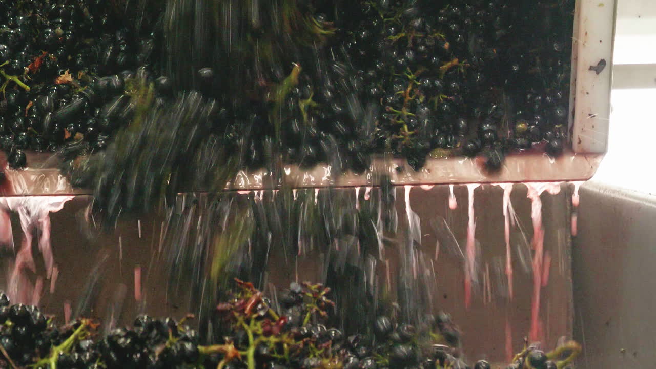 Red grapes are loaded into the press by the winemaker